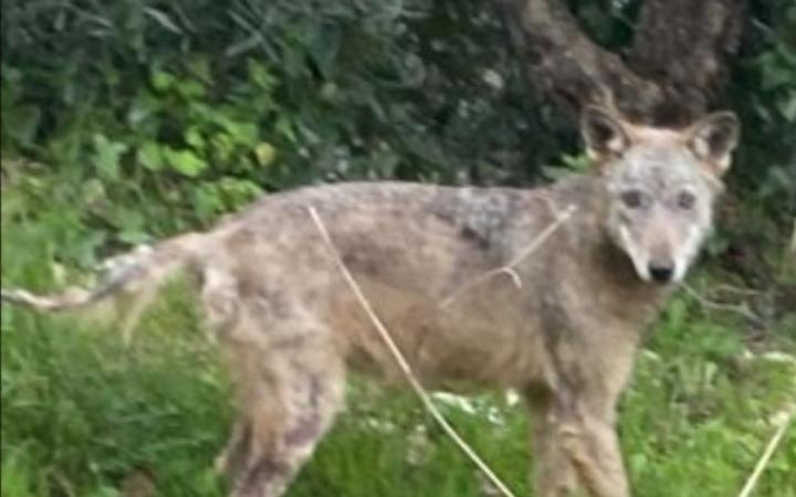 Allarme lupi, il sindaco: &laquo;Continua il monitoraggio&raquo;