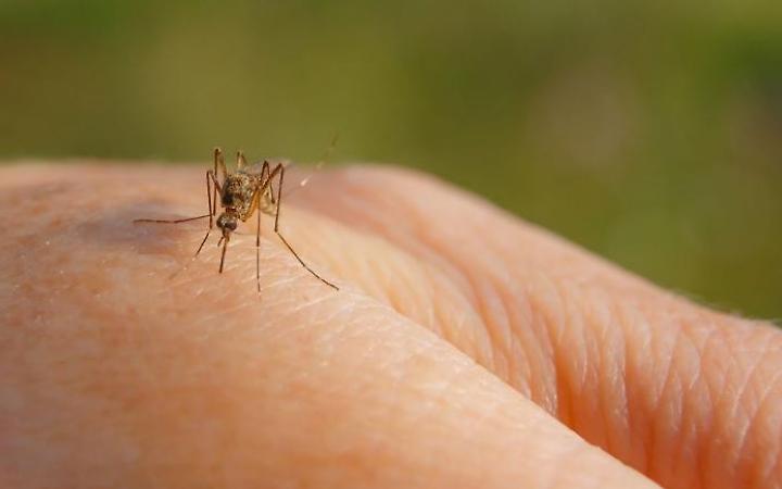 West Nile, nel Lazio i contagi salgono ancora: siamo a 46 casi accertati
