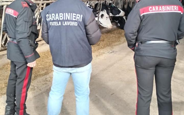 Documenti non in regola e sicurezza zero: denunciato titolare di allevamento