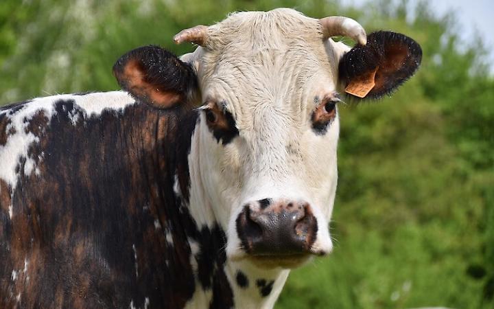 Mucca travolta da un'auto e un furgone: recuperata dal proprietario