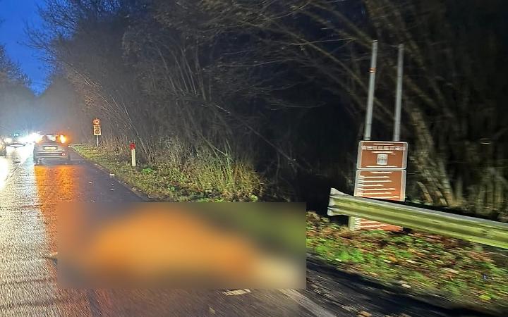 Mucca investita e uccisa ai Pratoni del Vivaro: incidente sulla strada di montagna