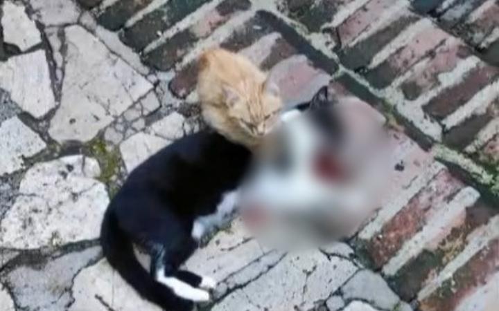 Gatta uccisa a sassate, orrore a Norma