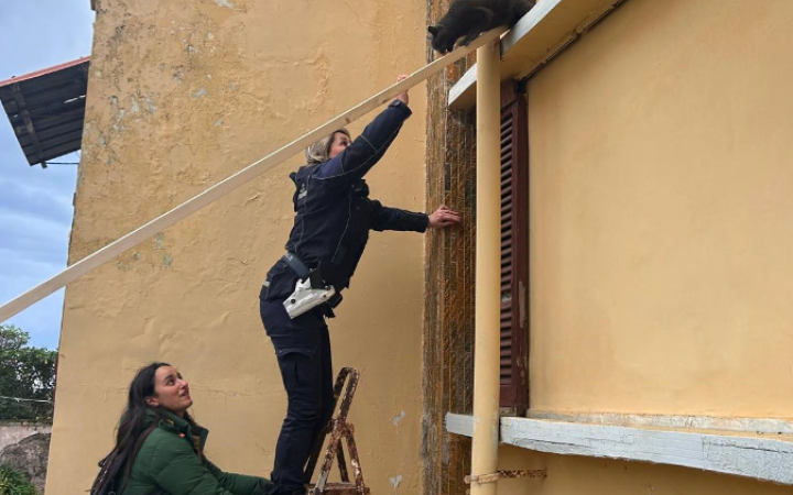 Minturno, gatto bloccato su un balcone salvato dalla Polizia Locale