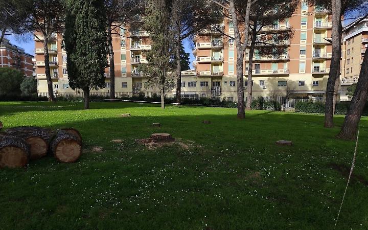 Alberi morti e malati nel parco Falcone e Borsellino, abbattuti 25 pini