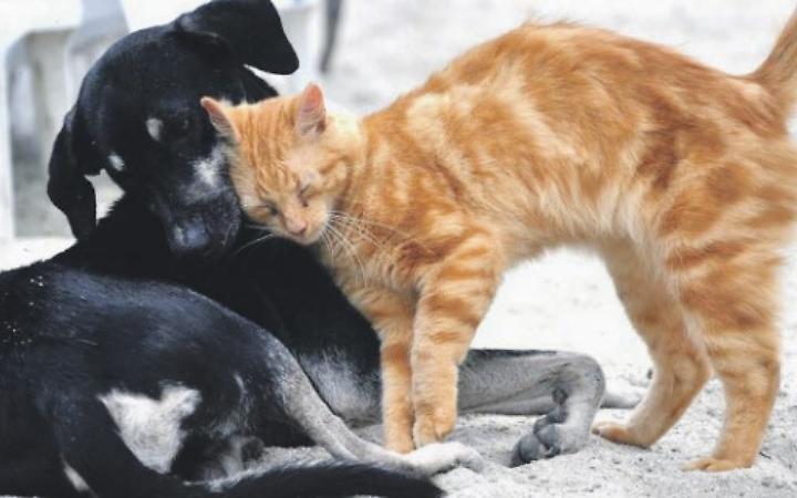 "Ora un Pet cemetery"