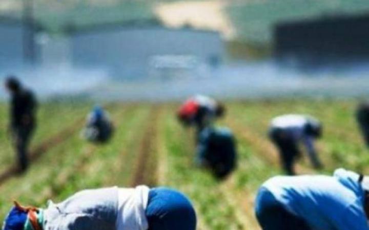 Carabinieri in azione nelle aziende agricole: un denunciato