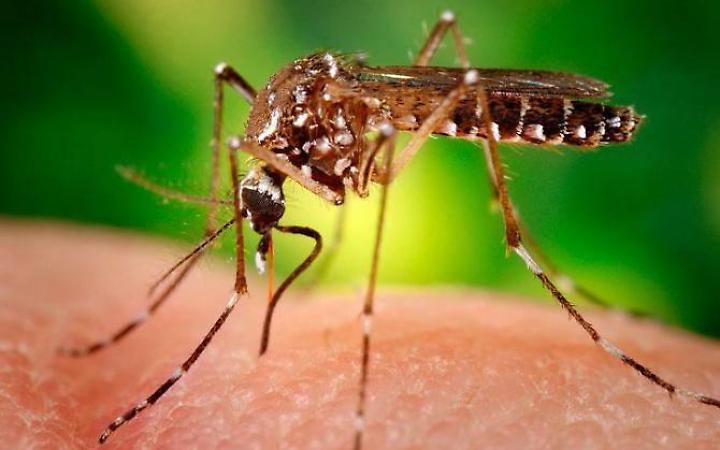 West Nile, la ASL attiva la task force: &ldquo;Massimo impegno per contenere il virus&rdquo;