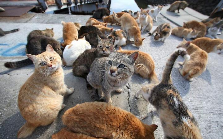 Maenza, cibo ai gatti randagi in strada: il Comune detta le regole