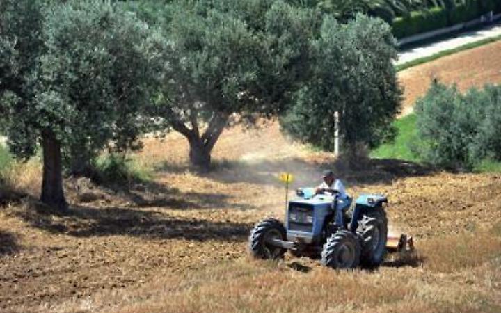 Agricoltura, Ismea: in 2021 +5,1% mercato assicurazioni agevolate