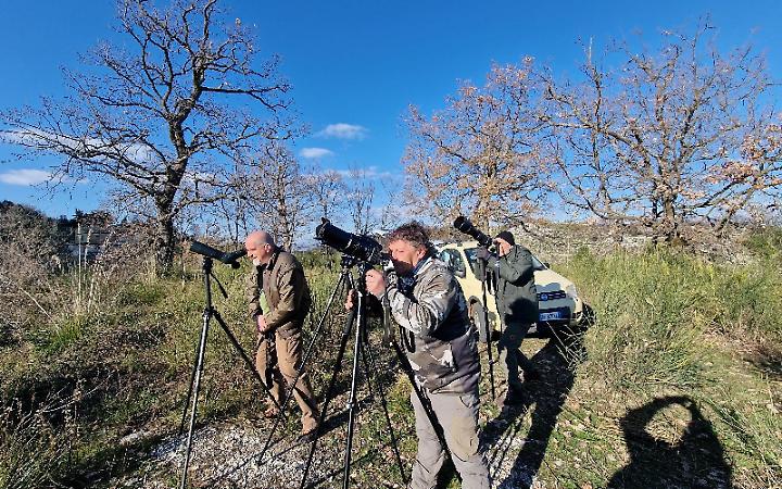 Aquile reali in volo sui Monti Aurunci
