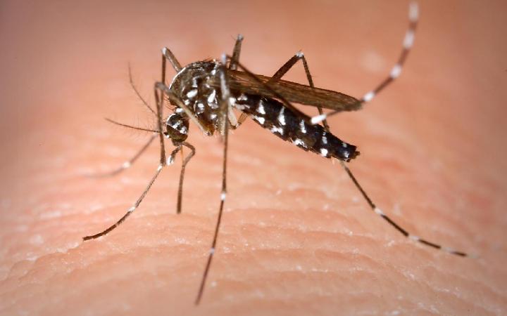 West Nile, 12 nuovi case nel Lazio: tutti in provincia di Latina